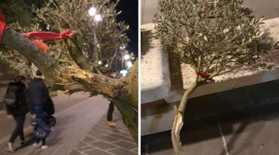 Vibo, vandali in azione lungo il corso: danneggiati alberi di ulivo