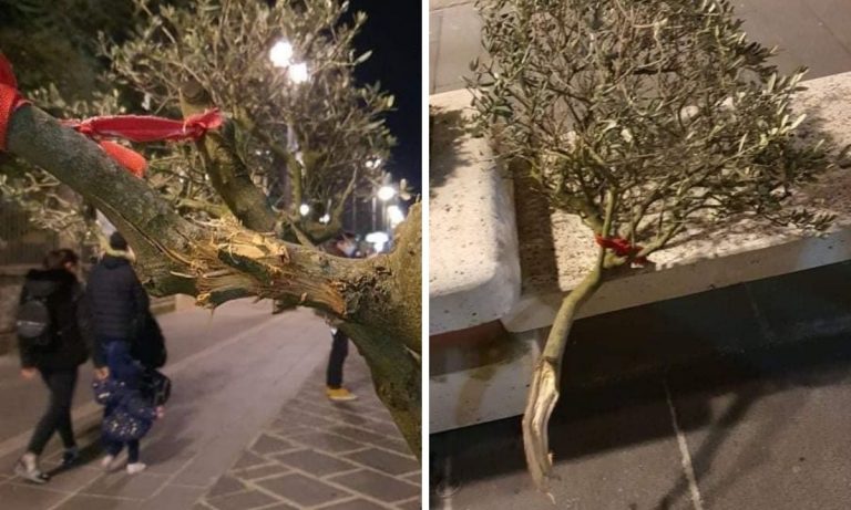 Vibo, vandali in azione lungo il corso: danneggiati alberi di ulivo